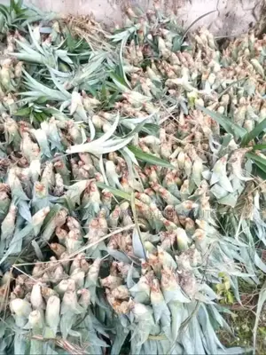 Pineapple Suckers