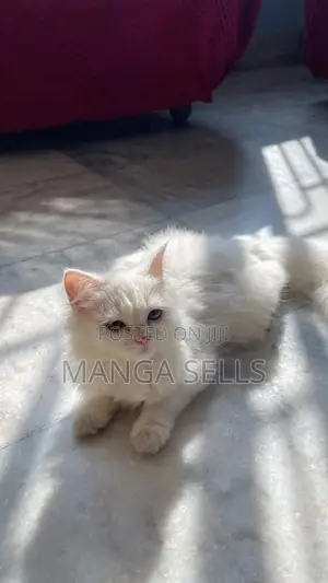 3-6 months Female Purebred Persian