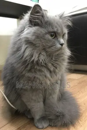 3-6 months Male Purebred Persian