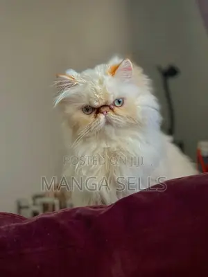 1-3 months Female Purebred Persian