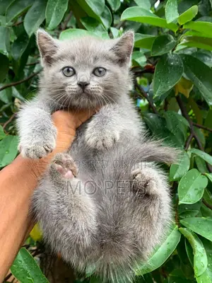 1-3 months Male Purebred British Shorthair