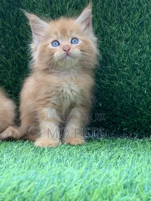 1-3 months Male Purebred Maine Coon