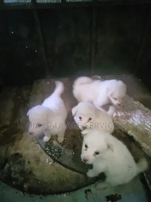 0-1 month Female Purebred American Eskimo