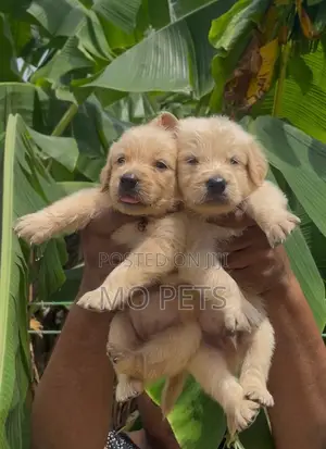 1-3 months Male Purebred Golden Retriever