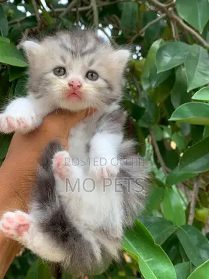 1-3 months Male Purebred Persian