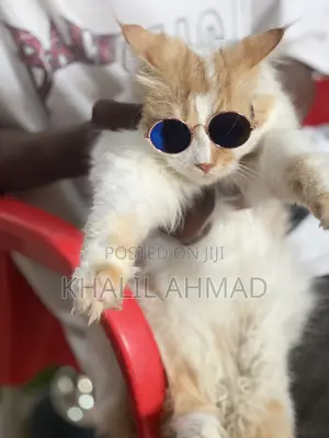 1-3 months Female Purebred Persian