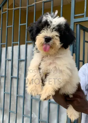 1-3 months Male Purebred Lhasa Apso