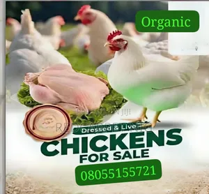 Soft Chicken