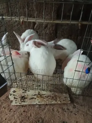 18 Healthy Hyla Rabbits for Urgent Sale