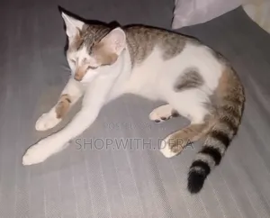 3-6 months Male Mixed Breed Cat