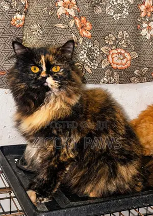 1+ year Female Purebred Persian