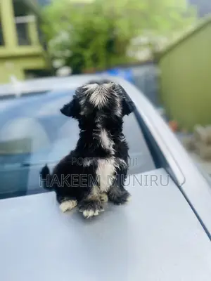 1-3 months Female Purebred Lhasa Apso