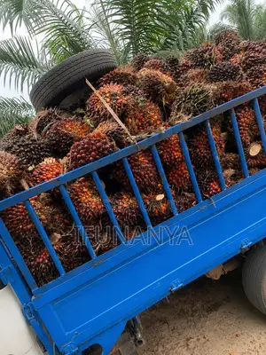 Palm Estate for Lease in Cross River