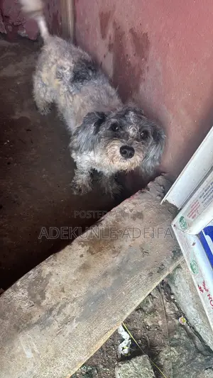6-12 months Female Purebred Lhasa Apso