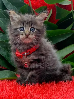 3-6 months Male Purebred Maine Coon