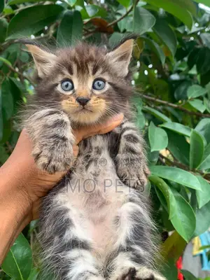 1-3 months Female Purebred Maine Coon
