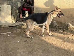 1+ year Female Purebred German Shepherd