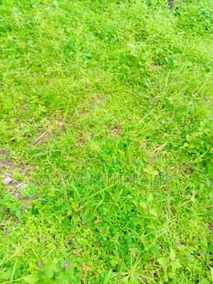 10 Hectares Industrial Land at Idu