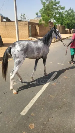 A Man Horse 