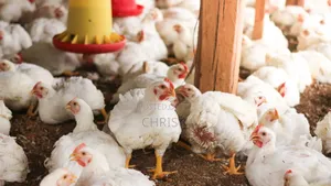 Boiler Chicken for Sale