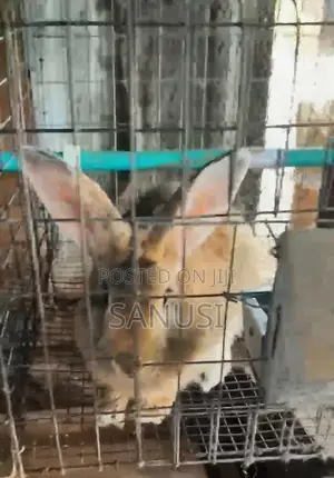 Adult Rabbits