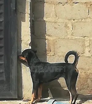 1+ year Female Purebred Rottweiler