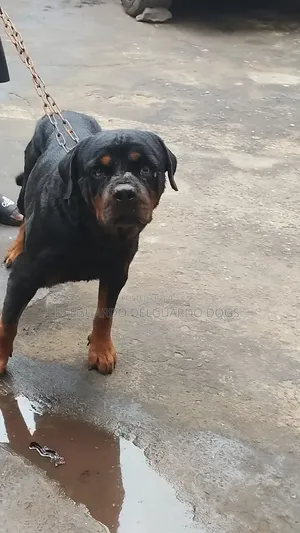 1+ year Male Purebred Rottweiler