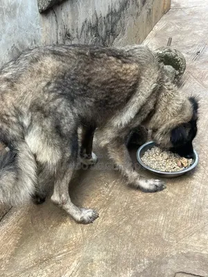 1+ year Female Purebred Caucasian Shepherd