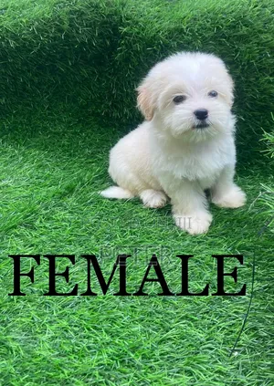 1-3 months Female Purebred Lhasa Apso
