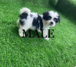 1-3 months Male Purebred Lhasa Apso