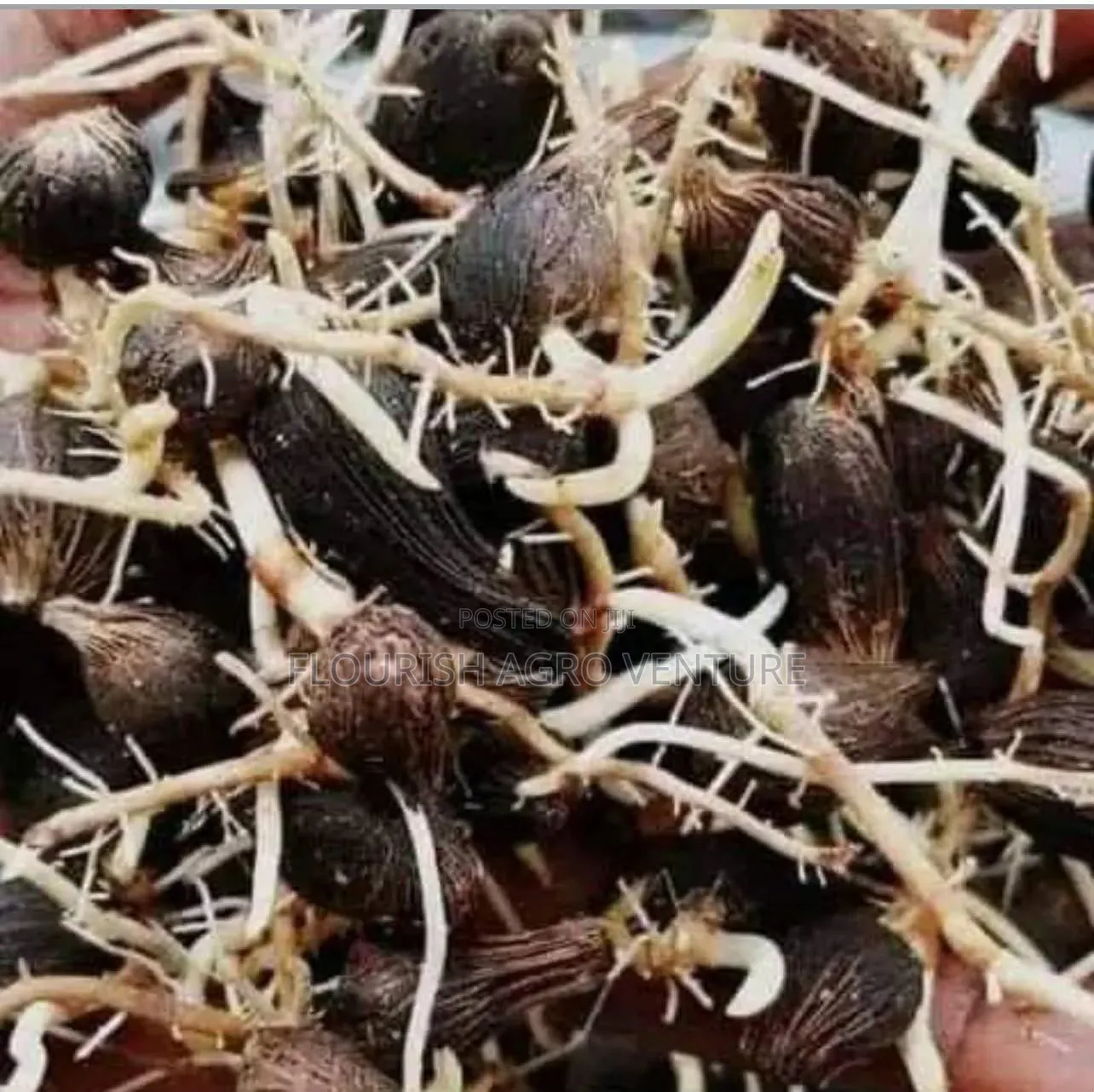 Palm Seedlings