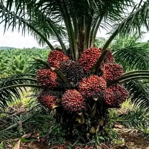 Palm Seedlings