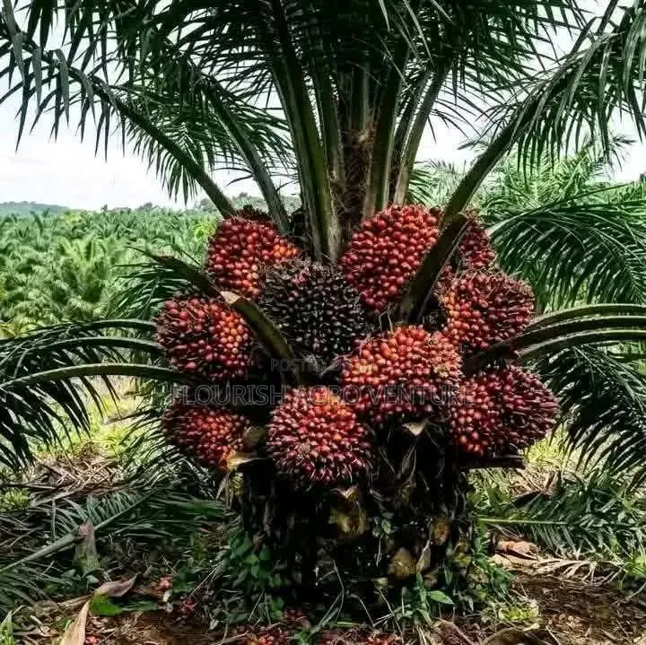 Palm Seedlings