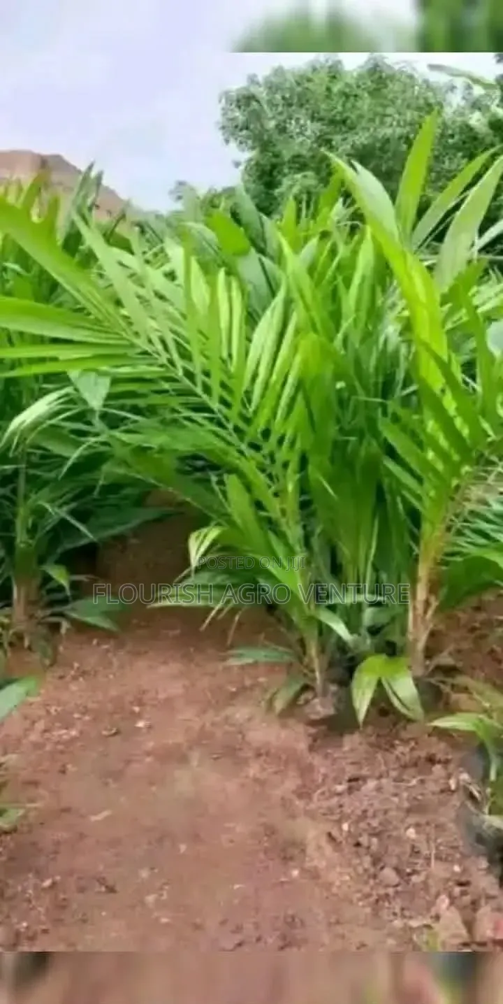 Palm Seedlings