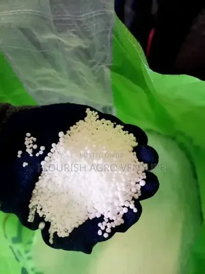 Palm Seedlings