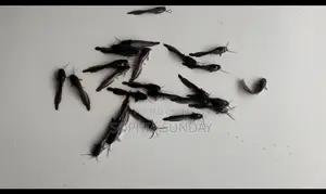 Catfish Juvenile