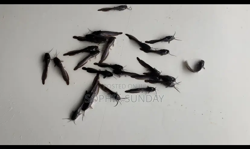Catfish Juvenile