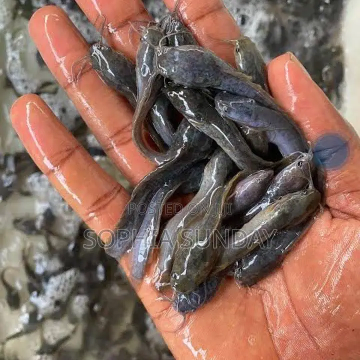 Catfish Juvenile