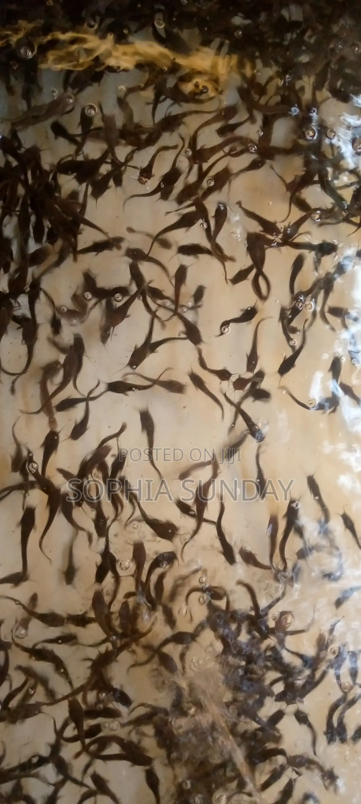 Catfish Juvenile