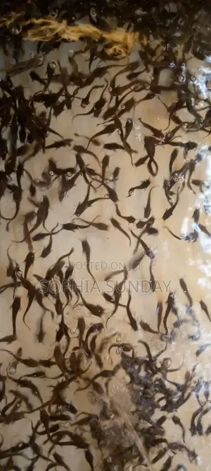 Catfish Juvenile