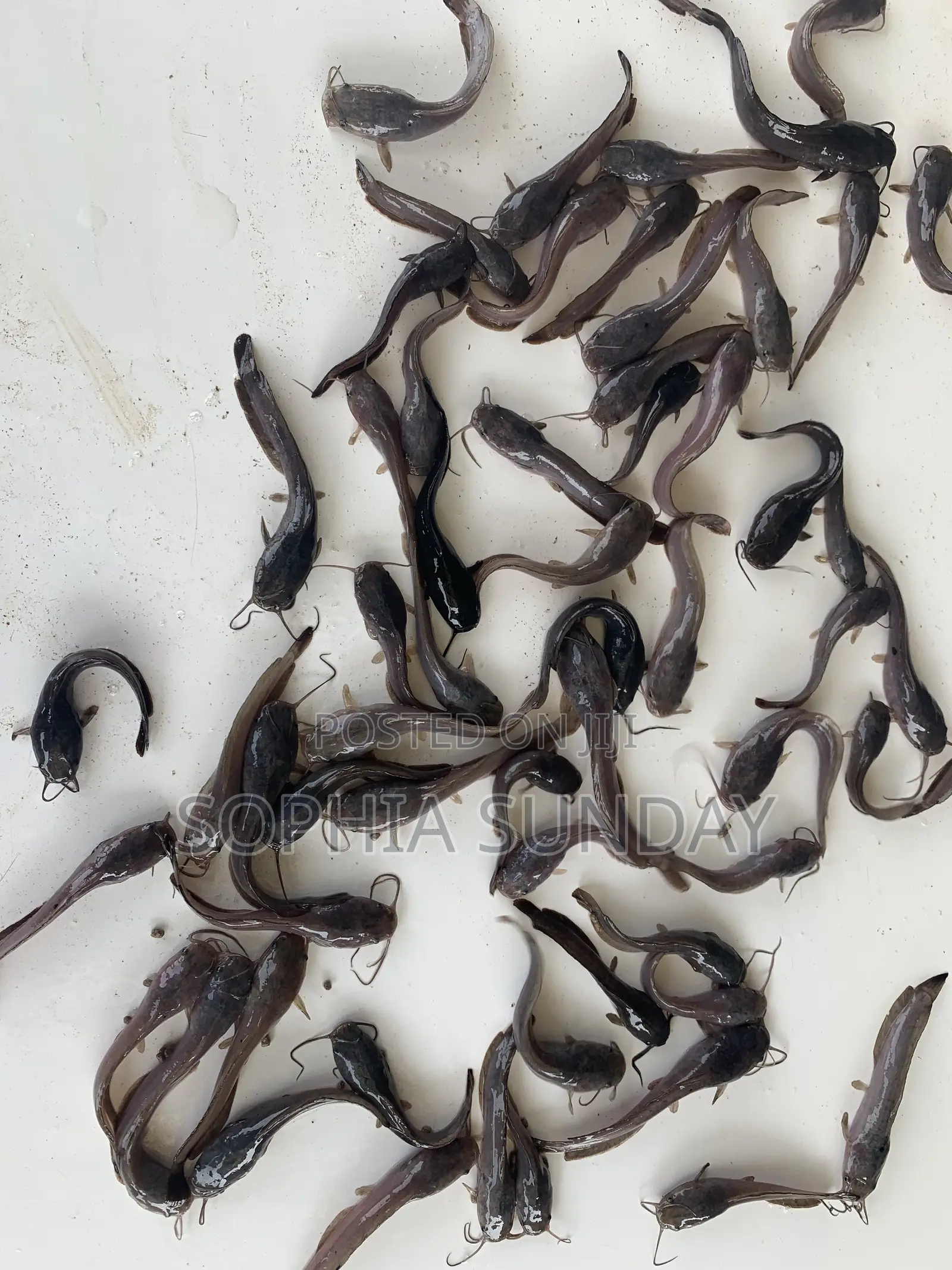 Catfish Juvenile