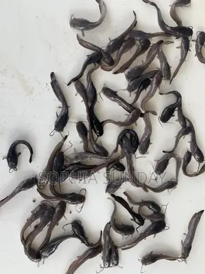 Catfish Juvenile