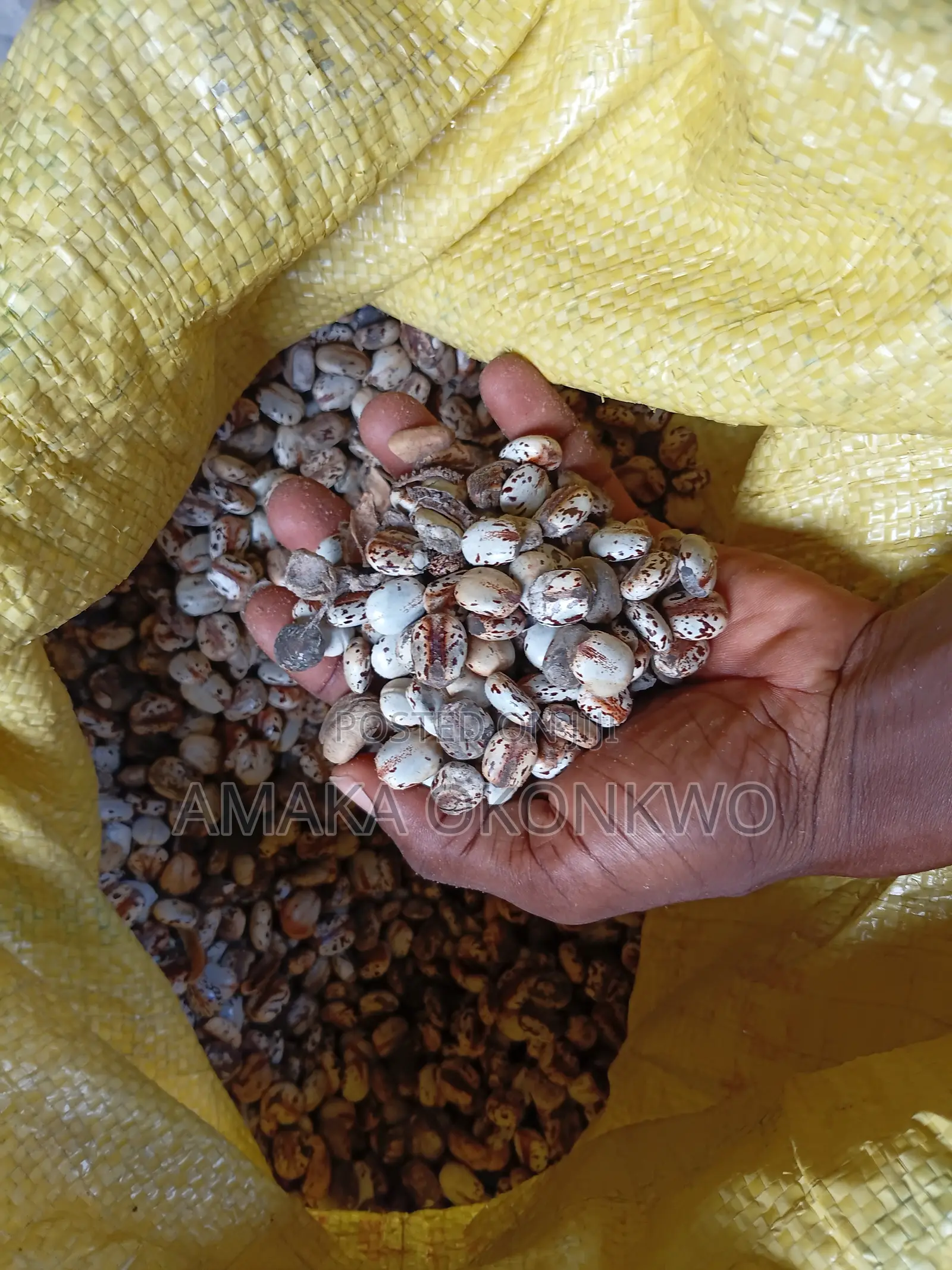 Castor Seed