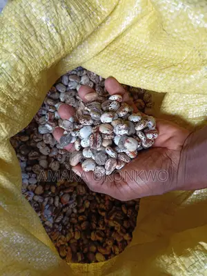 Castor Seed