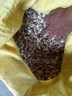 Castor Seed
