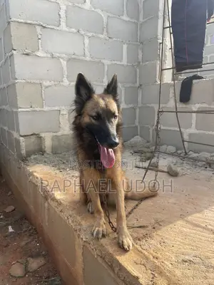 1+ year Female Purebred German Shepherd