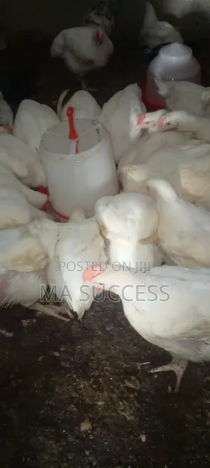 2.3kg-2.5kg Live Broilers, 6weeks + Ikorodu -3300/Kg