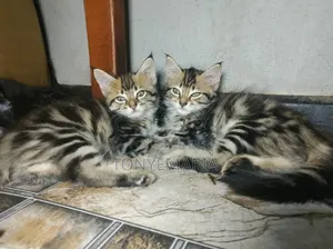 1-3 months Female Mixed Breed Nebelung