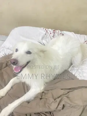 1+ year Male Purebred American Eskimo