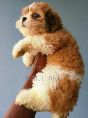 1-3 months Female Purebred Lhasa Apso